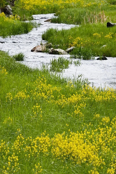 Stream and wildflowers in Custer State Park, South Dakota