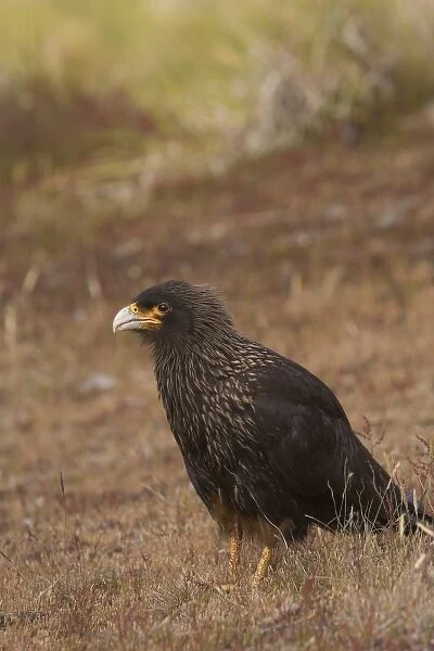 A striated Caracara or Johnny Rook as they are known by Falkland sheep farmers used