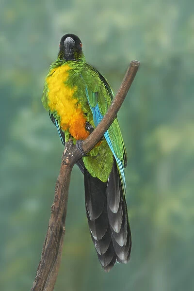 Sulphur-breasted Musk Parrot (Prosopeia personata), Kula Eco Park, Coral Coast, Viti Levu