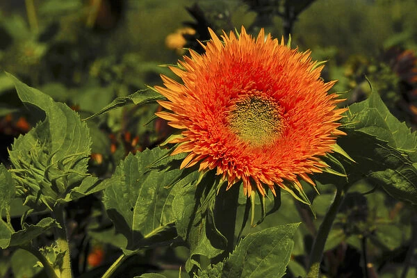 Sunflowers, Festival, Hood River, Oregon, USA, flowers, helianthus annuus, green