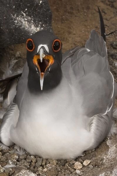 Swallow-tailed Gull (Larus furcatus) on nest, Punto Cevallos, EspaAnola (Hood) Island