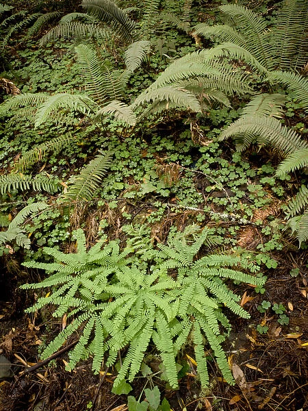Sword ferns and maidenhari ferns with wood sorrel, Muir Woods National Monument