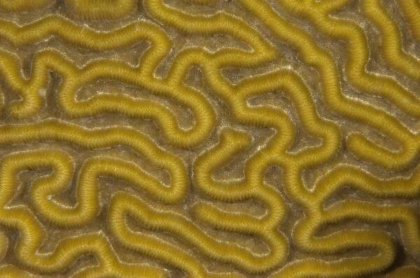 Symmetrical Brain Coral (Diplora strigosa), Punta Gruesa, Mahahual Peninsula, Quintana Roo