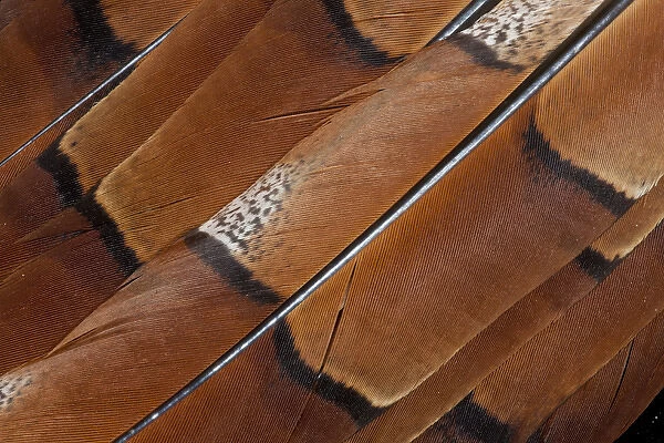 Tail feathers of Cooper Pheasant