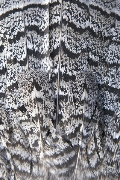 Tail feathers of a ruffed grouse, Bonasa umbellus, British Columbia