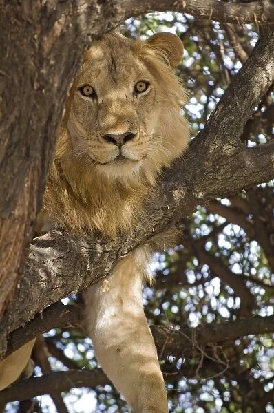 Tanzania, Lake Manyara National Park. Lion in a tree