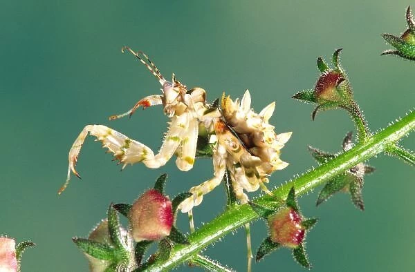 Tanzanian Flower Mantis, Pseudocreboter whalbergi, Native to Africa