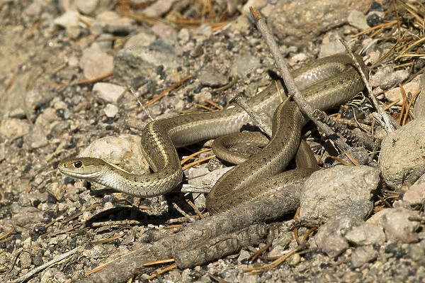 Terrestrial Garter Snake, Thamnophis elegans, sunning itself on a small rock pile in SW Arizona