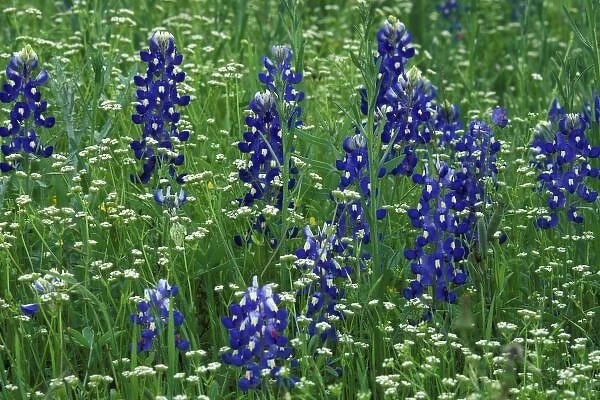 Texas, Lake Buchanan. Texas Bluebonnet and Wild Buckwheat (Lupinus texensis  /  Erigonum)