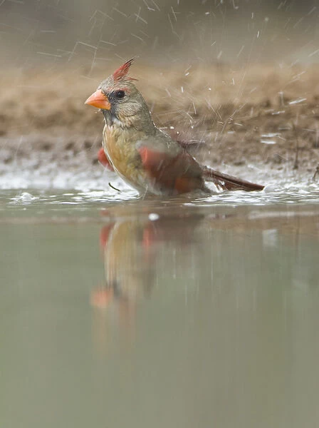 Texas, Rio Grande Valley, Female Cardinal Bathing (Cardinalis virginianus)