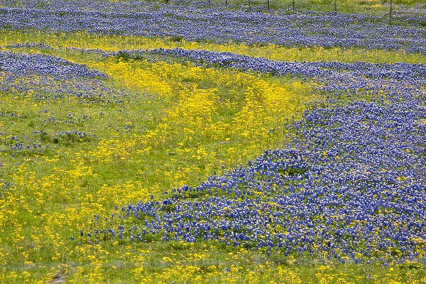 Texas, USA, North America. A field of Texas bluebonnets (Lupinus texensis)
