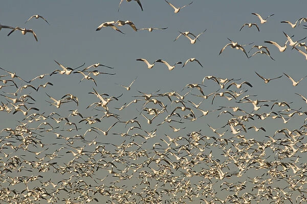Thousands of migrating snow geese, Chen caerulescens, take flight from a pond in