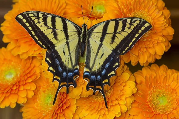 Three-tailed swallowtail butterfly female on orange gerber daisies