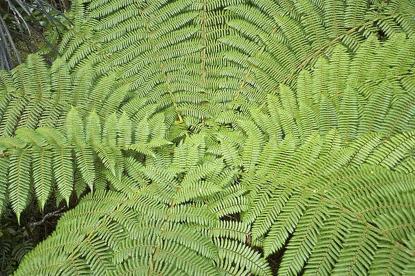 Tree Fern (ponga), Fiordland National Park, Fiordland, South Island, New Zealand