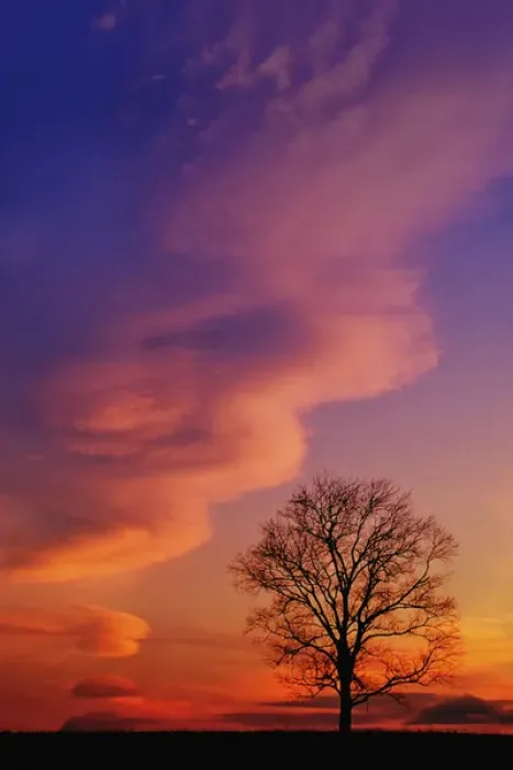 Framed Print : Tree Silhouette Print at Sunset