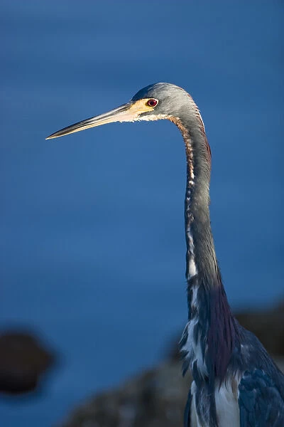 A tri-colored heron on the edge of a mangrove slough at J. N. Ding Darling