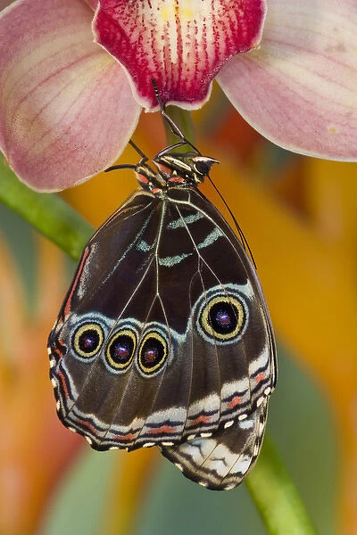 Tropical Butterfly the Blue Morpho, Morpho peleides wings closed hanging on Orchid