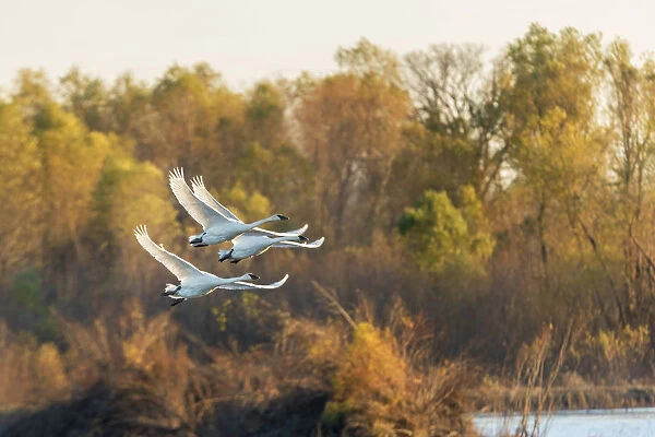 Trumpeter Swans (Cygnus buccinator) flying Riverlands Migratory Bird Sanctuary, St