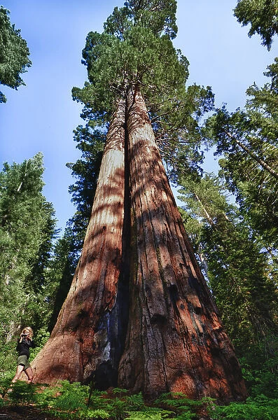 Tuolumne Grove, Yosemite National Park, CA, Woman videotaping at the base of a massive Sequoia