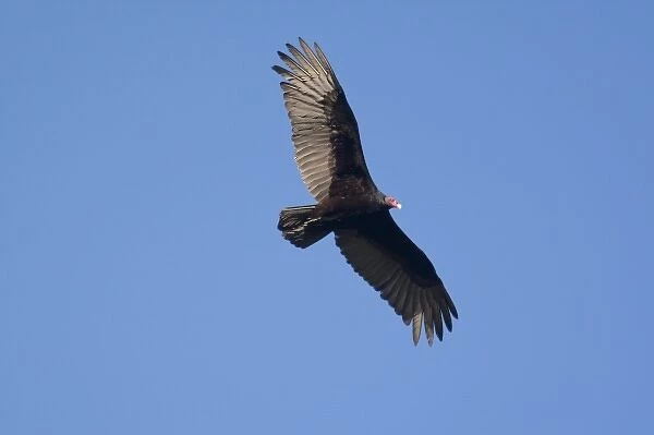 Turkey vulture in flight near Big Sur, California