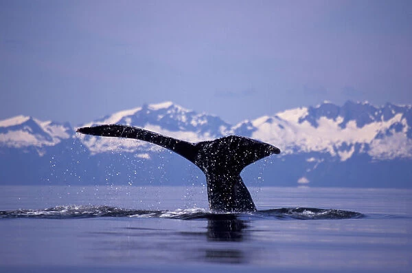 U. S. A. Alaska, Inside Passage Humpback whale (Megaptera novaengliae)