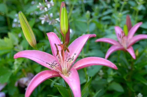 U. S. A. Reading, Massachusetts, Pink Asiatic lilies