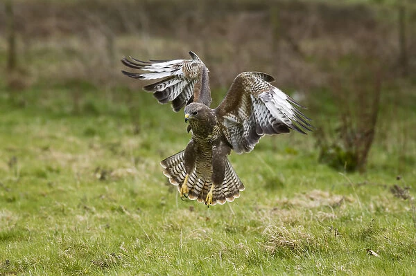 UK. Common Buzzard (Buteo buteo) coming in to land after spotting a worm