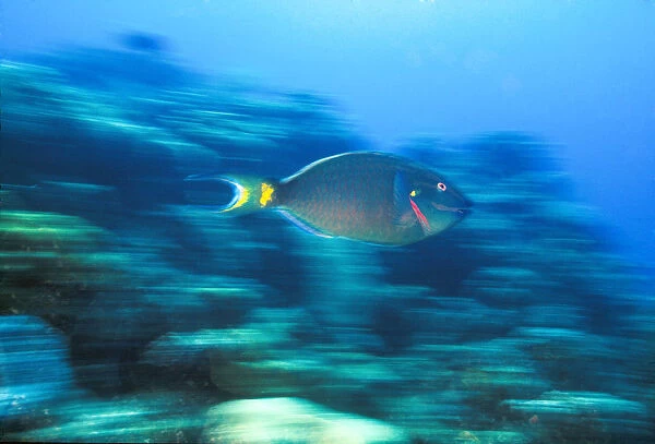 Underwater Motion Parrotfish, Bahamas