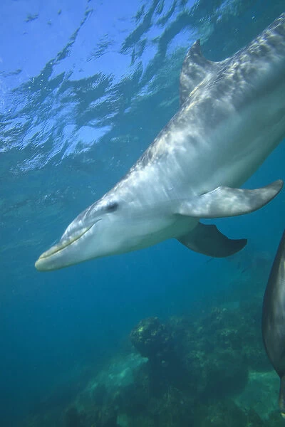 underwater view of Bottlenose Dolphins (Tursiops truncatus), Roatan, Bay Islands