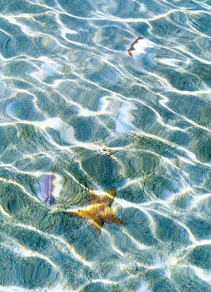 Underwater view of sea star and seashells, Bahamas