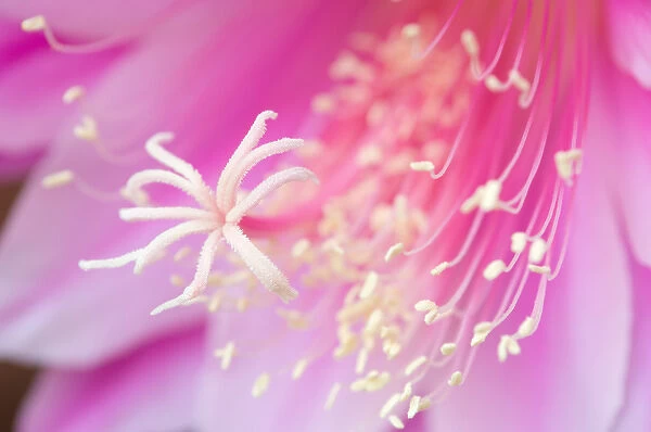 United States, Virginia, Arlington Close-up of center of pink cereus blossom