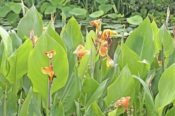 Unknown. Canna flowers pond, Kanapaha Botanical Gardens, Gainesville Florida