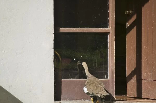 Upland goose look at its reflection in the door glass, Patagonia, Chile