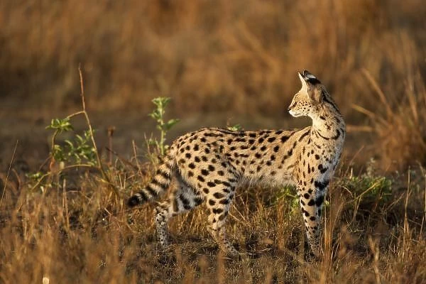 Upper Mara, Masai Mara Game Reserve, Kenya, Serval, Leptailurus serval, hunting in