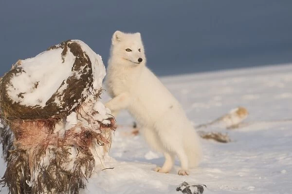 USA, Alaska, 1002 Coastal Plain of the ANWR. An arctic fox, Alopex lagopus, wearing