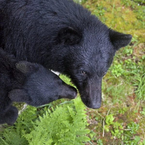 USA, Alaska, Anan Creek. Overview of mother bear and cub