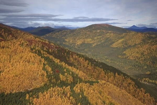 USA, Alaska, Arctic Circle, Bettles. Fall colors turn hillsides golden