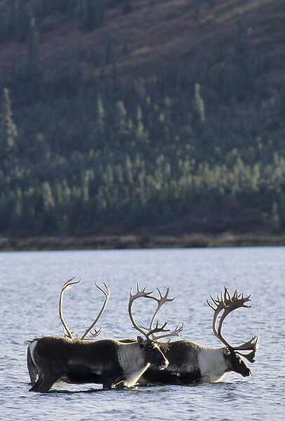 USA, Alaska, Bull Caribou, Wonder Lake, Denali National Park
