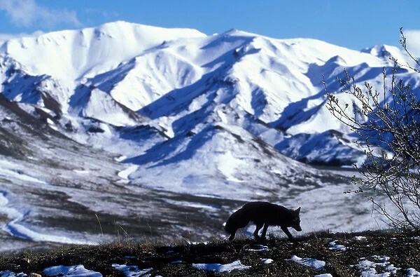 USA, Alaska, Denali National Park, Red Fox (Vulpes vulpes) silhouetted against Alaska
