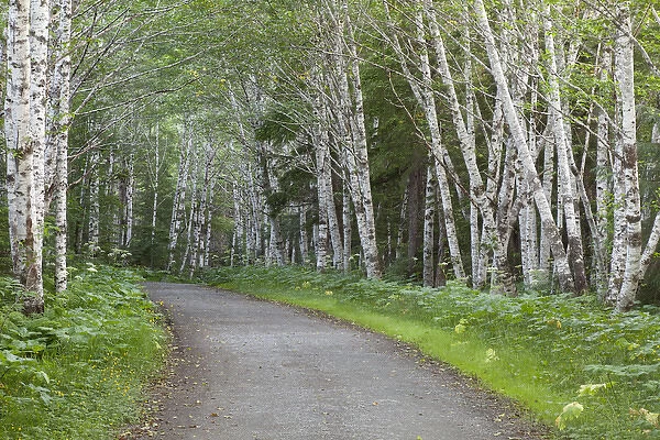 USA, Alaska, Douglas Island. Road through stand of alder trees