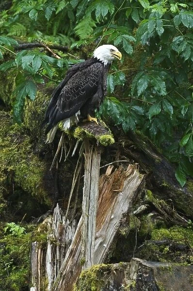 USA, Alaska, Inside Passage. Bald eagle on splintered log near Anan Creek