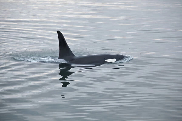 USA, Alaska, Inside Passage, Orcas Cruising