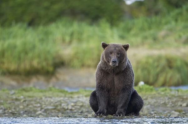 USA, Alaska, Katmai National Park, Grizzly Bear (Ursus arctos) sitting along salmon