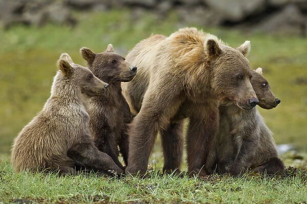 USA, Alaska, Katmai National Park, Grizzly Bear Sow (Ursus arctos) stands with cubs