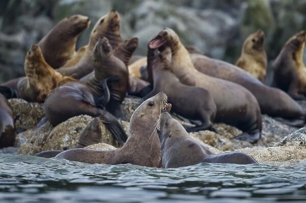 USA, Alaska, Stellers Sea Lions (Eumetopias jubatus) sparring in shallows along