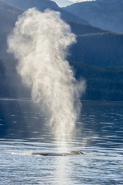 USA, Alaska, Tongass National Forest. Humpback whale spouts on surface. Credit as