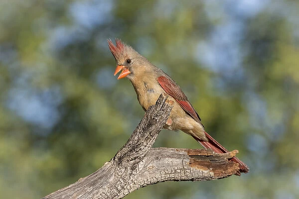 USA, Arizona, Amado. Female cardinal on branch