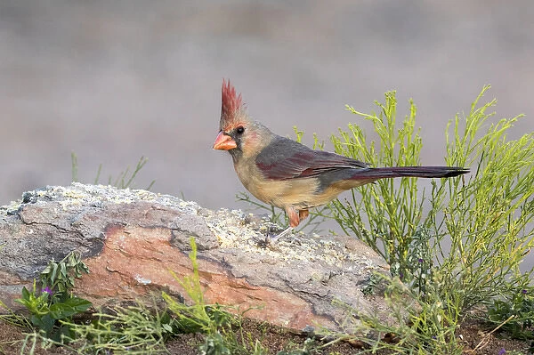 USA, Arizona, Amado. Female cardinal perched on rock