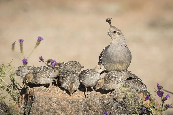 USA, Arizona, Amado. Female Gambels quail with chicks