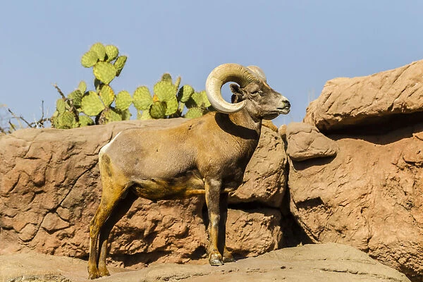 USA, Arizona, Arizona-Sonora Desert Museum. Desert bighorn ram. Credit as: Cathy